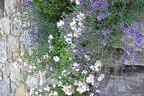 Rosenbegleiter Lavendel