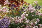 Rosenbeet