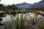 Eder`s NATURNAH (Teichtyp II) Bild 21