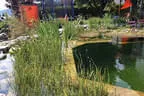 Eder`s NATURNAH (Teichtyp II) Bild 22