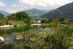 Naturerlebnis im Schwimmteich