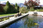 Naturpool mit Kois